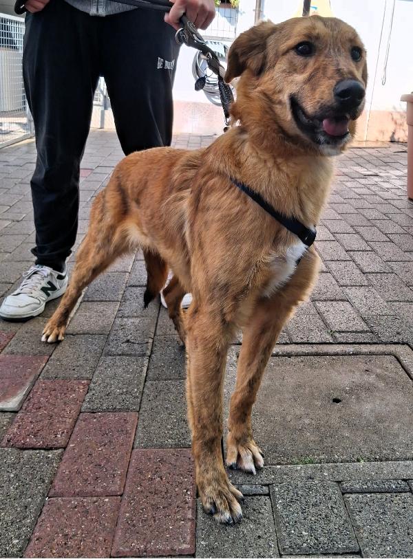 PAPRIKA DOLCE CUCCIOLONA  Foto 2